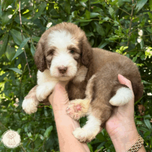 Mollie-Brown