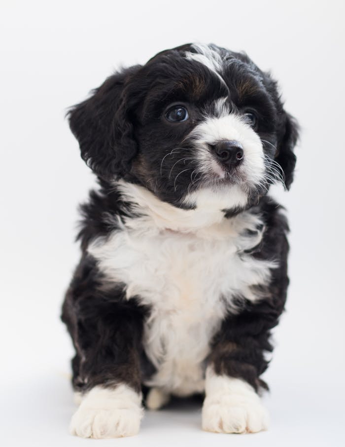 services-01 Charming Bernedoodle puppy sitting in a studio with fluffy black and white fur, looking curious.
