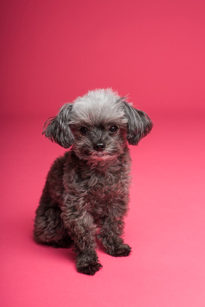 services-04 Charming toy poodle puppy sitting against a vibrant pink backdrop, showcasing its fluffy fur.