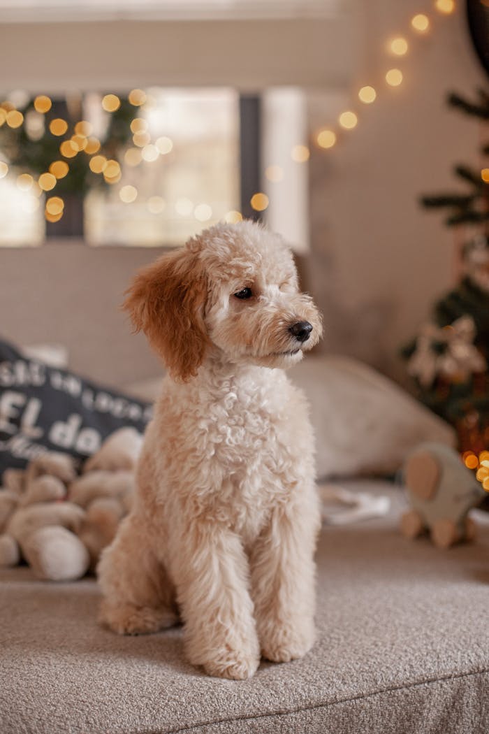 services-03 Cute fluffy dog sitting on a sofa indoors with warm Christmas decorations.