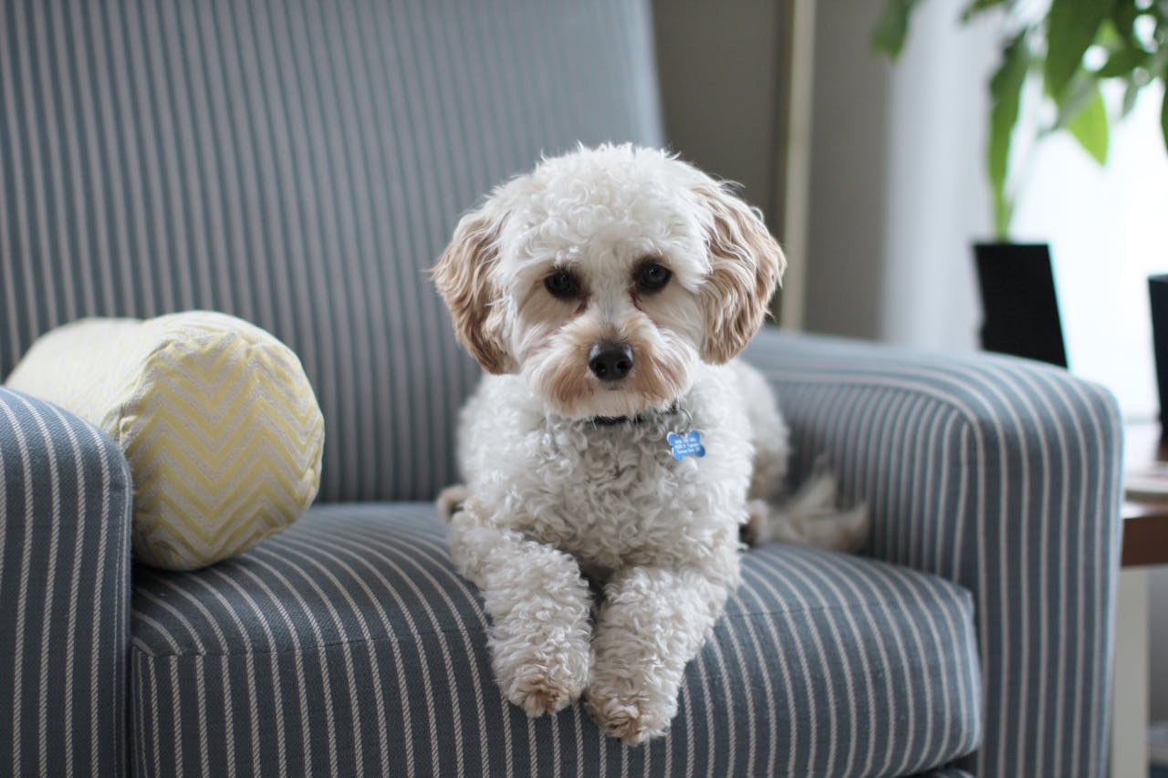 services-02 Cute Cavapoo puppy lounging on a striped chair in a cozy room setting.